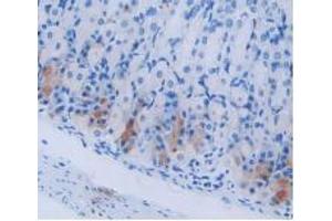 IHC-P analysis of Mouse Stomach Tissue, with DAB staining. (Cholecystokinin Antikörper  (AA 1-115))