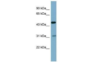 Osteomodulin antibody used at 1 ug/ml to detect target protein. (Osteomodulin Antikörper  (Middle Region))