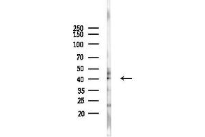 anti-Septin 3 (SEPT3) (Internal Region) antibody