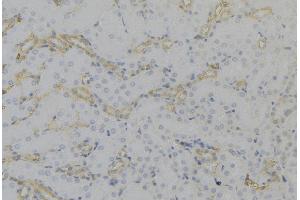 ABIN6279651 at 1/100 staining Mouse kidney tissue by IHC-P. (PEX12 Antikörper  (Internal Region))