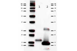 Western Blot of Rabbit anti-IL-2 Antibody Peroxidase Conjugated. (IL-2 Antikörper  (HRP))