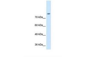 Image no. 1 for anti-Neuronal Cell Adhesion Molecule (NRCAM) (N-Term) antibody (ABIN6738134) (NrCAM Antikörper  (N-Term))