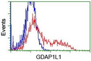 HEK293T cells transfected with either RC200976 overexpress plasmid (Red) or empty vector control plasmid (Blue) were immunostained by anti-GDAP1L1 antibody (ABIN2454765), and then analyzed by flow cytometry. (GDAP1L1 Antikörper)
