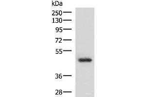 Western blot analysis of 293T cell lysate using LDB1 Polyclonal Antibody at dilution of 1:1000 (LIM Domain Binding 1 Protein Antikörper)