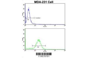 Flow cytometric analysis of MDA-231 cells using COLEC11 Antibody (N-term)(bottom histogram) compared to a negative control cell (top histogram). (COLEC11 Antikörper  (N-Term))