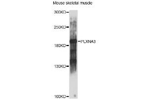 Western blot analysis of extracts of mouse skeletal muscle, using PLXNA3 antibody (ABIN6290799) at 1:1000 dilution. (Plexin A3 Antikörper)