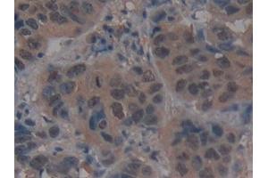 Immunohistochemistry (IHC) image for anti-Ubiquitin-Like Modifier Activating Enzyme 7 (UBA7) (AA 429-488) antibody (ABIN7433036)