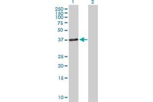 Western Blot analysis of TNNT1 expression in transfected 293T cell line by TNNT1 MaxPab polyclonal antibody.