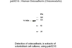 Image no. 1 for anti-Osteomodulin (OMD) (N-Term) antibody (ABIN347103) (Osteomodulin Antikörper  (N-Term))
