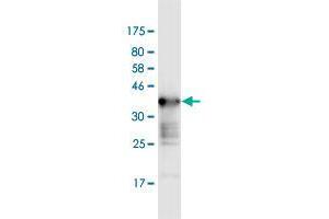 Western Blot detection against Immunogen (36. (WNK2 Antikörper  (AA 2118-2217))