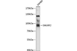 Western blot analysis of extracts of SW480 cells, using SMURF2 antibody (ABIN6132176, ABIN6148161, ABIN6148162 and ABIN6214896) at 1:1000 dilution. (SMURF2 Antikörper  (AA 150-250))