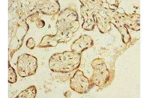 Immunohistochemistry of paraffin-embedded human placenta tissue using ABIN7174900 at dilution of 1:100 (C8orf48 Antikörper  (AA 1-319))