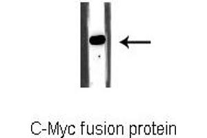 Western blot analysis of C-Myc fusion protein, using C-MYC-tag Antibody. (Myc Tag Antikörper)