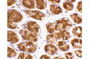 Immunohistochemical staining of human stomach using AP30950PU-N at 2 μg/ml. (TRIM5 Antikörper  (Isoform alpha, Middle Region))