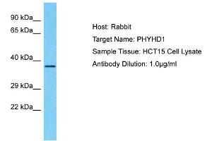 Host: Rabbit Target Name: PHYHD1 Sample Type: HCT15 Whole Cell lysates Antibody Dilution: 1. (PHYHD1 Antikörper  (C-Term))