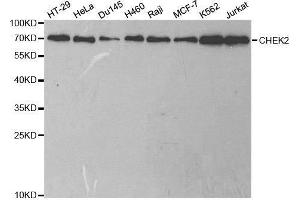 Western blot analysis of extracts of various cell lines, using CHEK2 antibody. (CHEK2 Antikörper  (AA 1-220))