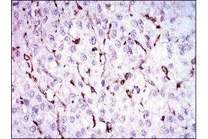 Immunohistochemistry (IHC) image for anti-Niemann-Pick Disease, Type C1 (NPC1) (AA 34-174) antibody (ABIN1845969) (NPC1 Antikörper  (AA 34-174))