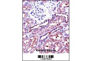 NAPSA Antibody immunohistochemistry analysis in formalin fixed and paraffin embedded human kidney tissue followed by peroxidase conjugation of the secondary antibody and DAB staining. (NAPSA Antikörper  (C-Term))