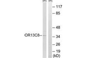 Western blot analysis of extracts from NIH-3T3 cells, using OR13C8 Antibody. (OR13C8 Antikörper  (AA 271-320))