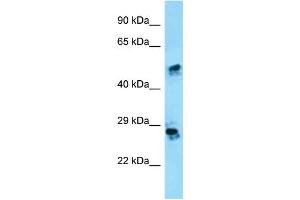 WB Suggested Anti-CRISP1 Antibody Titration: 1. (CRISP1 Antikörper  (N-Term))