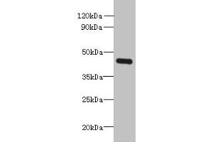 Western blot All lanes: FAM105A antibody at 8 μg/mL + K562 whole cell lysate Secondary Goat polyclonal to rabbit IgG at 1/10000 dilution Predicted band size: 43 kDa Observed band size: 43 kDa (C14orf174 Antikörper  (AA 81-356))
