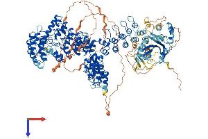 TNKS Protein (AA 1-1327) (His tag)