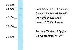 Western Blotting (WB) image for anti-Heparan Sulfate 6-O-Sulfotransferase 1 (HS6ST1) (C-Term) antibody (ABIN970905) (HS6ST1 Antikörper  (C-Term))