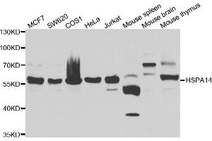Western blot analysis of extracts of various cell lines, using HSPA14 antibody. (HSPA14 Antikörper)
