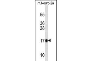 Mouse Rpl13a Antibody (N-term) (ABIN1539263 and ABIN2838309) western blot analysis in mouse Neuro-2a cell line lysates (35 μg/lane). (RPL13A Antikörper  (N-Term))