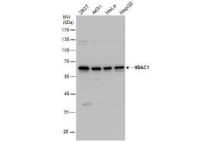 WB Image HDAC1 antibody detects HDAC1 protein by western blot analysis. (HDAC1 Antikörper)