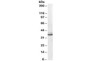 Western blot testing of human liver lysate with AKR1C4 antibody at 0. (AKR1C4 Antikörper)