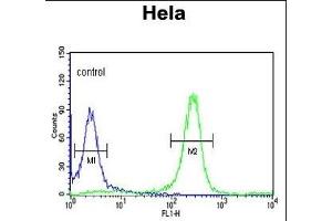 FYN Antibody (N-term) (ABIN652383 and ABIN2841851) flow cytometric analysis of Hela cells (right histogram) compared to a negative control cell (left histogram). (FYN Antikörper  (N-Term))