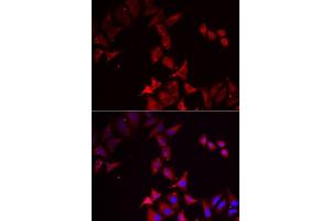 Immunofluorescence (IF) image for anti-Pterin-4 alpha-Carbinolamine Dehydratase/dimerization Cofactor of Hepatocyte Nuclear Factor 1 alpha (PCBD1) (AA 1-104) antibody (ABIN6145275)