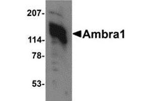 Western blot analysis of Ambra1 in 3T3 cell lysate with AP30047PU-N Ambra1 antibody at 1 μg/ml. (AMBRA1 Antikörper  (C-Term))
