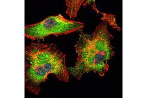 Immunofluorescence analysis of HeLa cells using BLK monoclonal antibody, clone 1E6  (green).