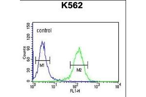 RCO Antibody (N-term) ABIN653847 flow cytometric analysis of K562 cells (right histogram) compared to a negative control cell (left histogram). (MARCO Antikörper  (AA 13-40))