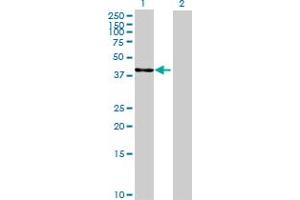 Western Blot analysis of NDRG2 expression in transfected 293T cell line by NDRG2 MaxPab polyclonal antibody. (NDRG2 Antikörper  (AA 1-360))