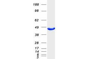 Western Blotting (WB) image for Glutamic-Oxaloacetic Transaminase 1, Soluble (Aspartate Aminotransferase 1) (GOT1) protein (Myc-DYKDDDDK Tag) (ABIN2722158)