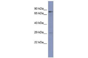 PURB antibody used at 1 ug/ml to detect target protein.