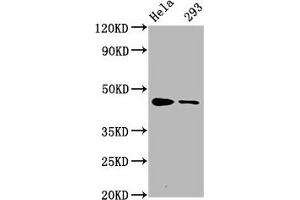 Western Blot Positive WB detected in Hela whole cell lysate,293 whole cell lysate All lanes Phospho-CREB1 antibody at 1. (Rekombinanter CREB1 Antikörper  (pSer133))