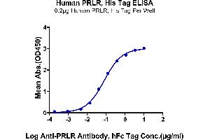 Immobilized Human PRLR, His Tag at 2 μg/mL (100 μL/Well) on the plate. (Prolactin Receptor Protein (PRLR) (AA 25-234) (His tag))