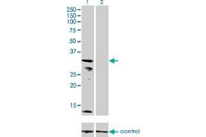 Western blot analysis of KCNJ15 over-expressed 293 cell line, cotransfected with KCNJ15 Validated Chimera RNAi (Lane 2) or non-transfected control (Lane 1). (KCNJ15 Antikörper  (AA 290-355))