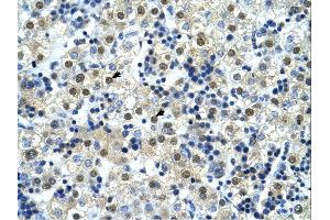 NFYC antibody was used for immunohistochemistry at a concentration of 4-8 ug/ml. (NFYC Antikörper  (C-Term))