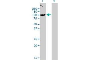 Western Blot analysis of SLC26A2 expression in transfected 293T cell line by SLC26A2 monoclonal antibody (M04), clone 3F6. (SLC26A2 Antikörper  (AA 1-108))