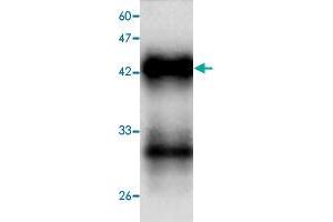 Western blot analysis in HAV VP1 recombinant protein with  Hepatitis A virus  VP1 monoclonal antibody, clone 54d64  at 1 : 1000 dilution. (HAV VP1 Antikörper  (AA 7-143))