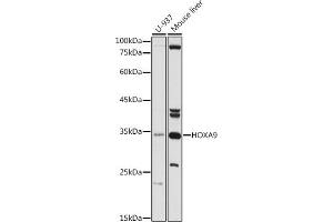 Western blot analysis of extracts of various cell lines, using HOX antibody (ABIN3015695, ABIN3015696, ABIN1680332 and ABIN6219047) at 1:500 dilution. (HOXA9 Antikörper  (AA 1-190))