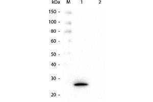 Western Blot of Mouse anti-GSTK1 Monoclonal Antibody.