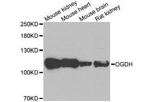 Western blot analysis of extracts of various tissues, using OGDH antibody. (alpha KGDHC Antikörper)