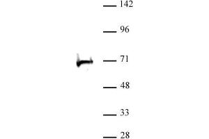 RBBP5 antibody (pAb) tested by Western blot.