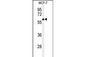 Western blot analysis of FA20A Antibody (N-term) (ABIN651160 and ABIN2840105) in MCF-7 cell line lysates (35 μg/lane).